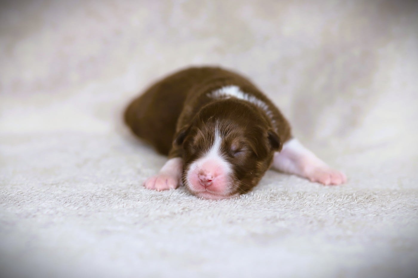 Chiot N°7