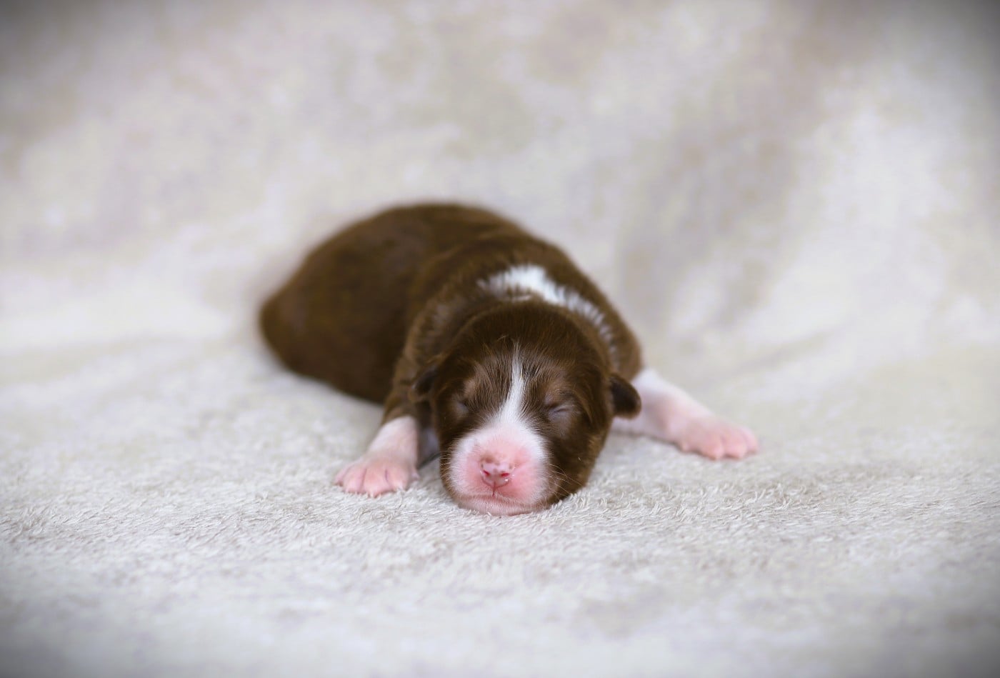 Chiot N°7