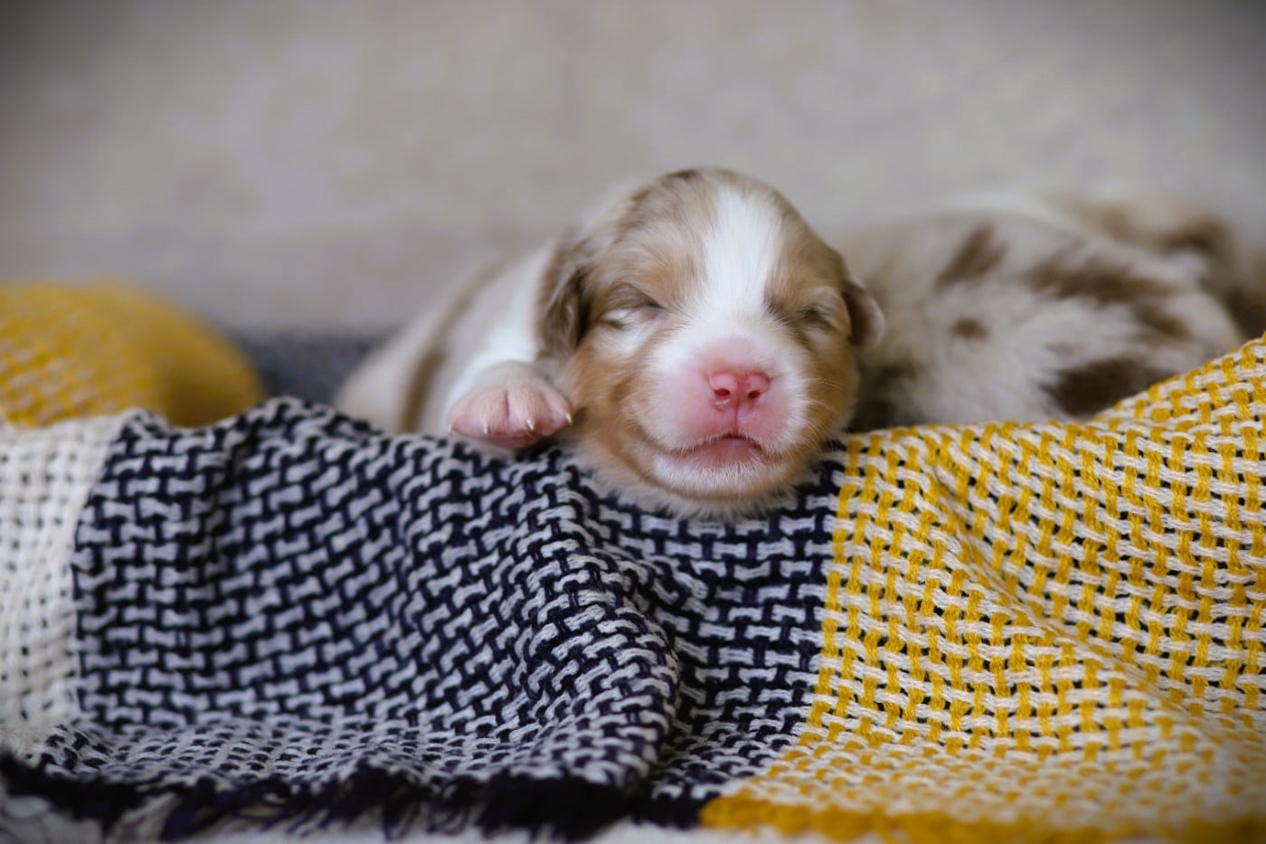 Chiot N°8