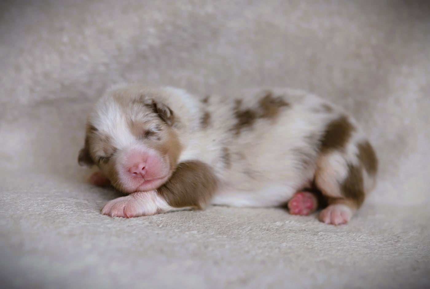 Chiot N°8