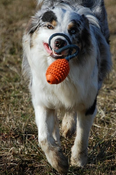 ESPRIT REBELLE DES ANCETRES SAUVAGES