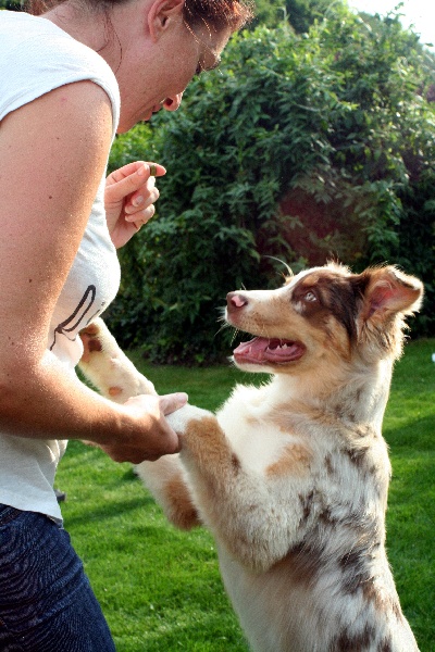 EXCEPTIONNEL RED DOG DES ANCETRES SAUVAGES