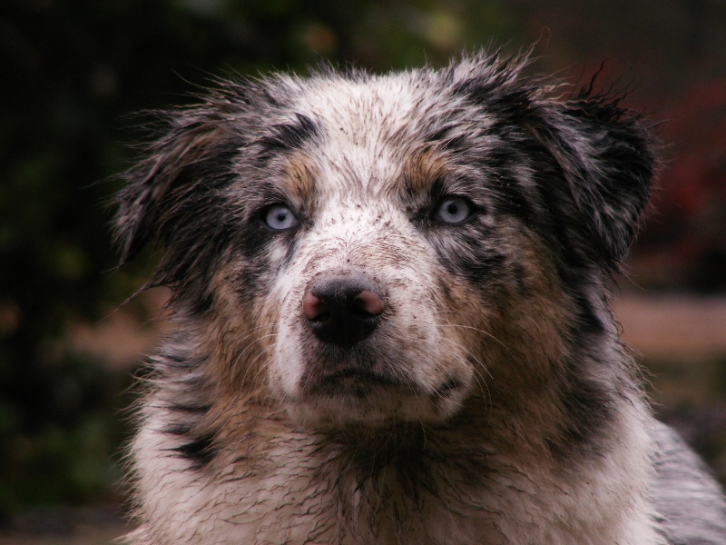 EAUSTRALE BLUE DES ANCETRES SAUVAGES