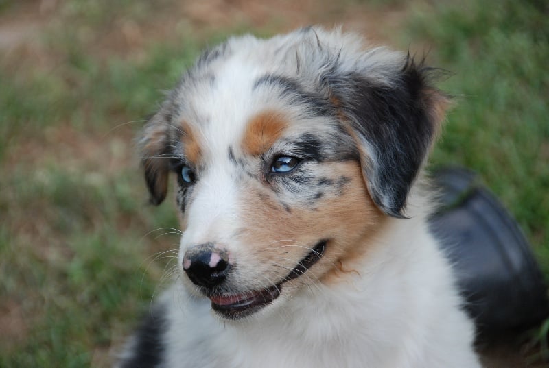 EYECATCHER GIRL DES ANCETRES SAUVAGES