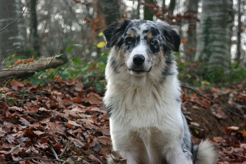 ELIOTT DES ANCETRES SAUVAGES