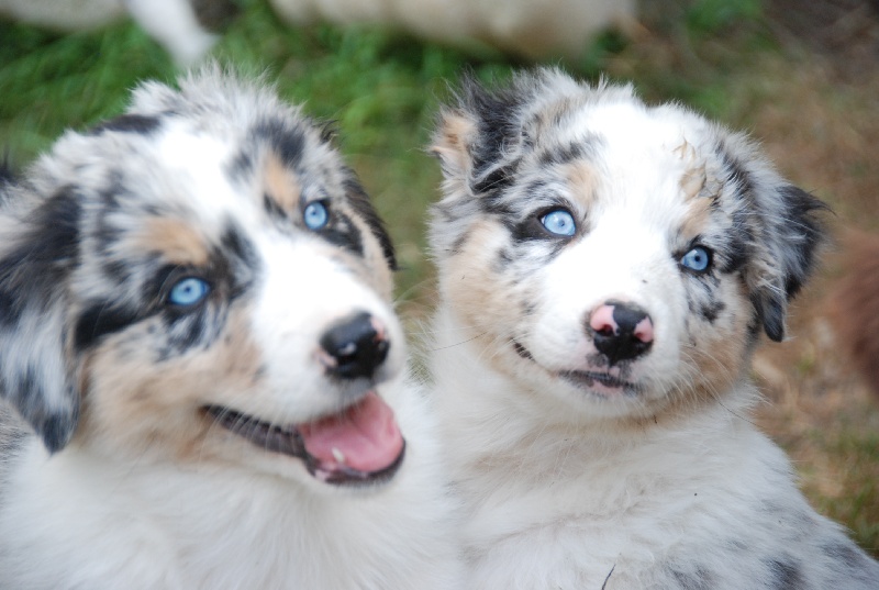 Chiot Elevage Des Ancêtres Sauvages Eleveur De Chiens