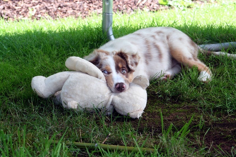 EXCEPTIONNEL RED DOG DES ANCETRES SAUVAGES