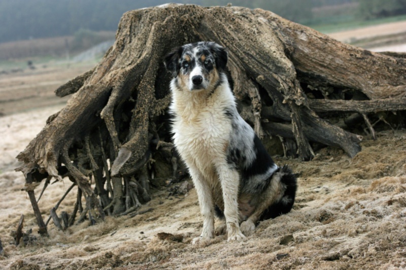 ELIOTT DES ANCETRES SAUVAGES