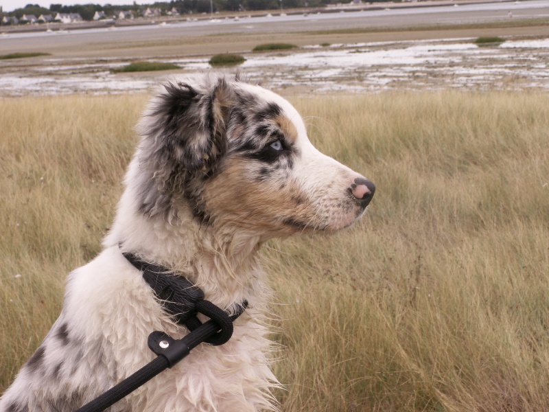 EAUSTRALE BLUE DES ANCETRES SAUVAGES