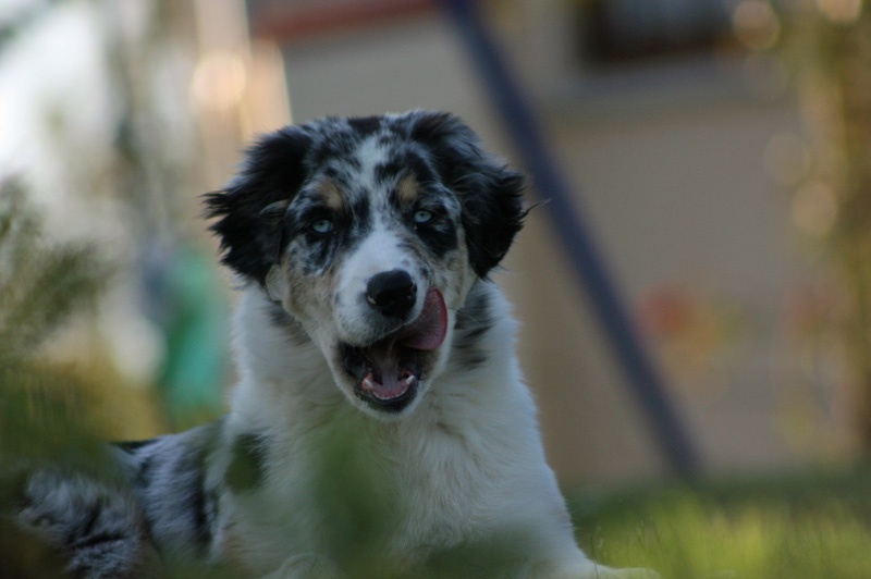 ELIOTT DES ANCETRES SAUVAGES