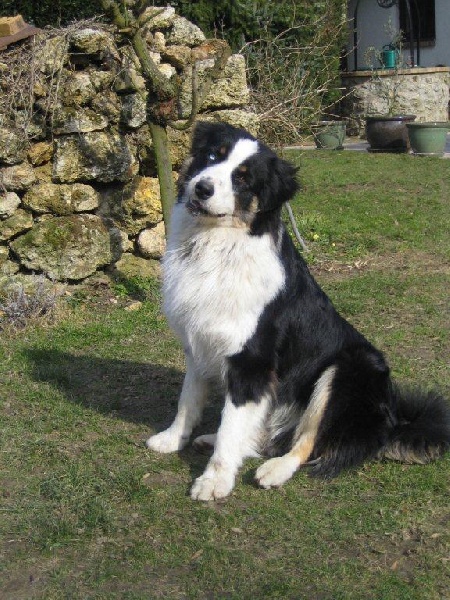 ENNEMY NUMBER ONE DES ANCETRES SAUVAGES