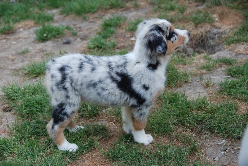 EYECATCHER GIRL DES ANCETRES SAUVAGES