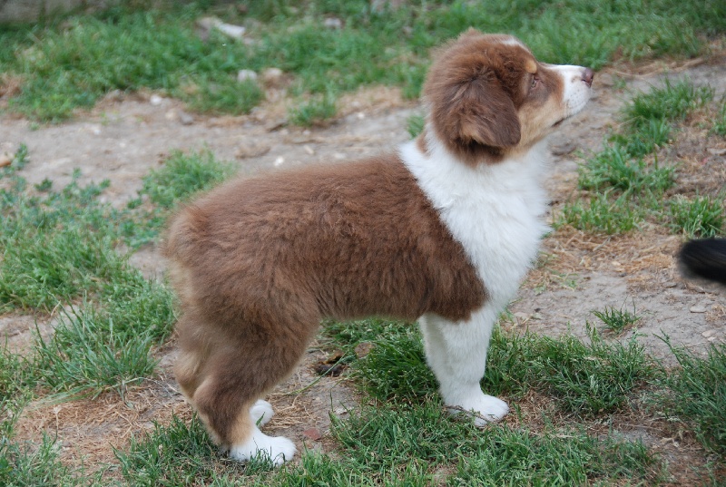 ECLIPS OF MY HEART DES ANCETRES SAUVAGES