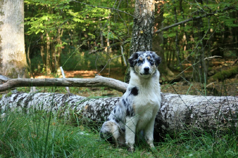 ELIOTT DES ANCETRES SAUVAGES