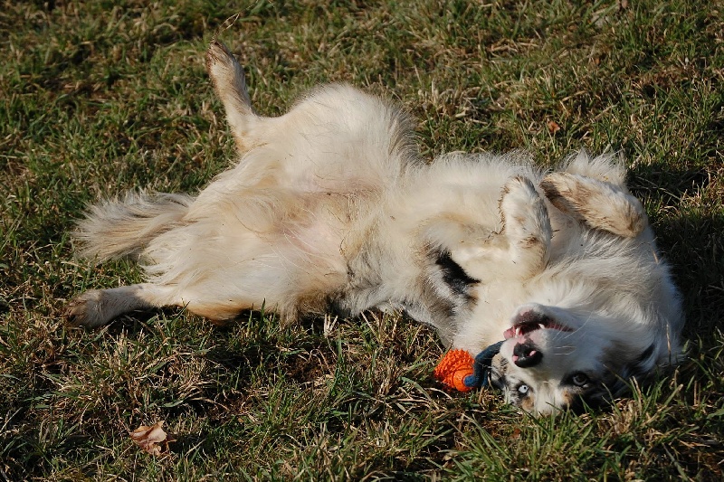 ESPRIT REBELLE DES ANCETRES SAUVAGES