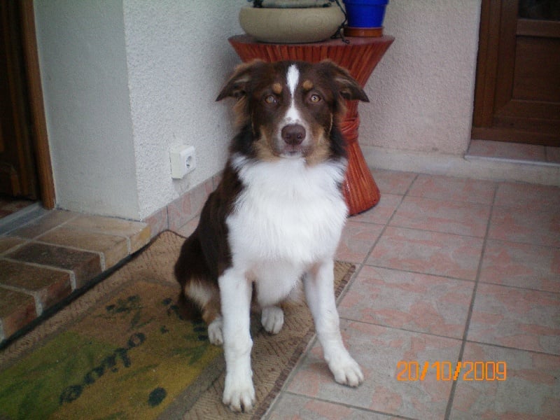 ELKA DES ANCETRES SAUVAGES