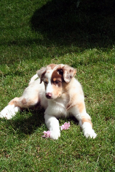 EXCEPTIONNEL RED DOG DES ANCETRES SAUVAGES