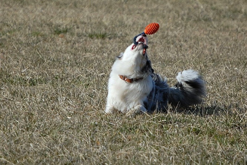 ESPRIT REBELLE DES ANCETRES SAUVAGES