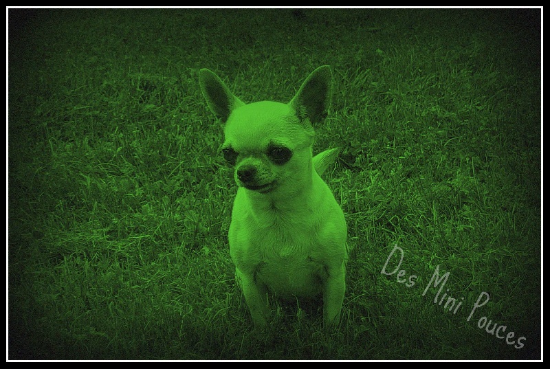 Echalotte dite engel des Petits Mickeys