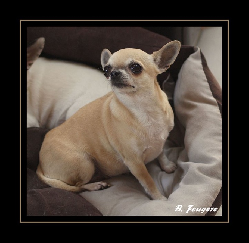 Echalotte dite engel des Petits Mickeys