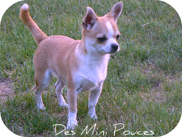 Fortuné des Mini Pouces