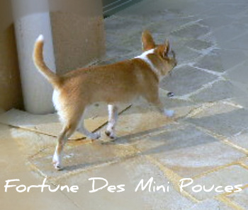 Fortuné des Mini Pouces