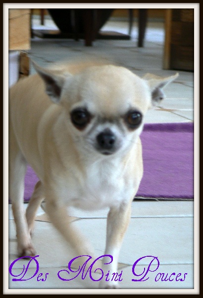 Echalotte dite engel des Petits Mickeys