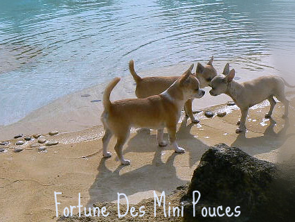 Fortuné des Mini Pouces