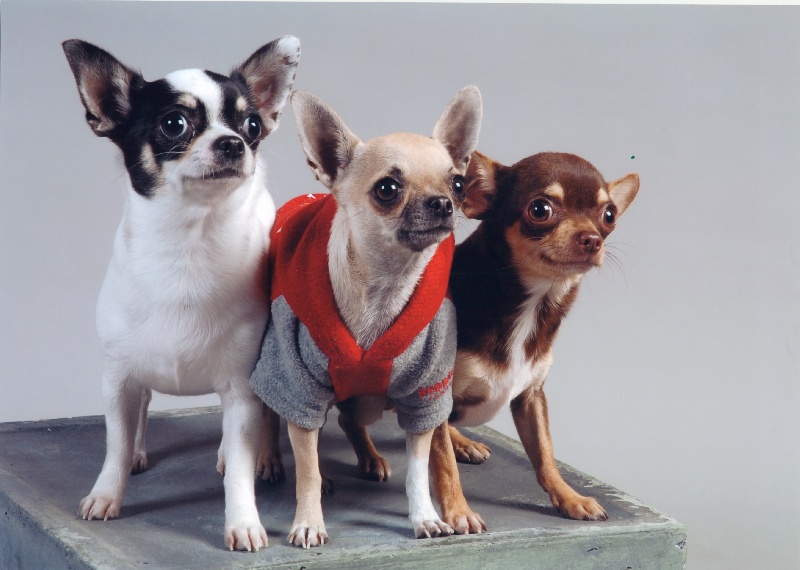 Echalotte dite engel des Petits Mickeys