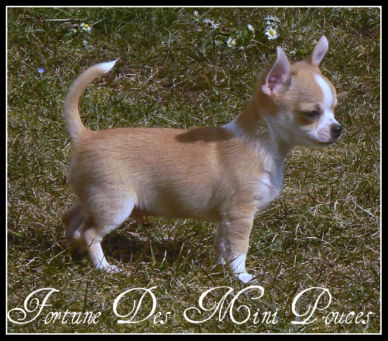 Fortuné des Mini Pouces