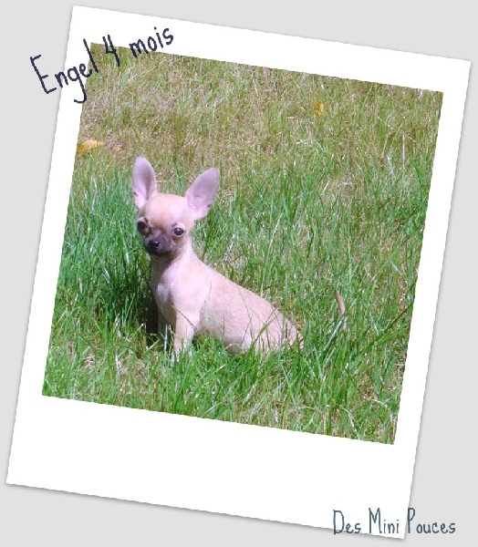 Echalotte dite engel des Petits Mickeys