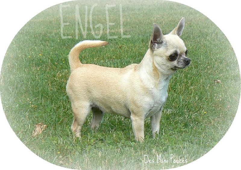 Echalotte dite engel des Petits Mickeys