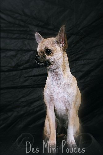 Echalotte dite engel des Petits Mickeys