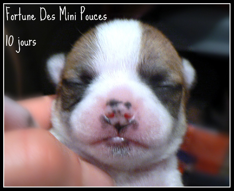 Fortuné des Mini Pouces