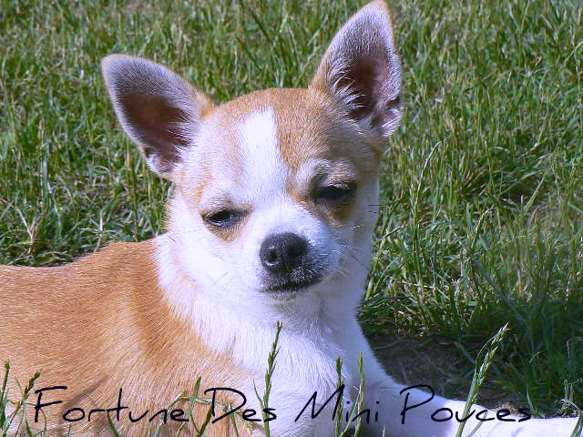 Fortuné des Mini Pouces