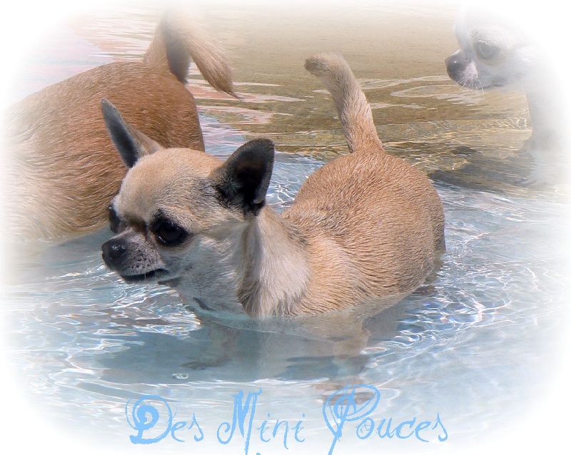 Echalotte dite engel des Petits Mickeys