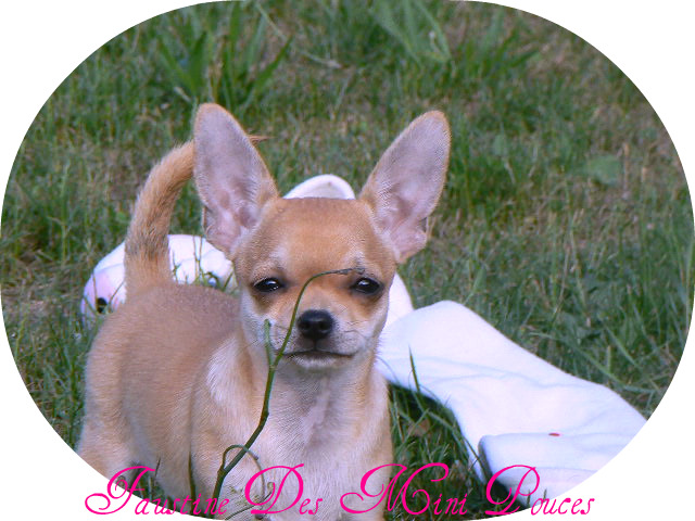 Faustine des Mini Pouces