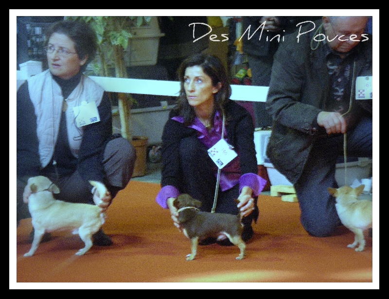 E-attila dit ernest les minis gringos - Classe ouverte EXC