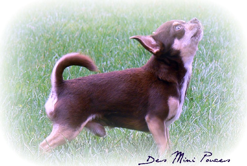 E-attila dit ernest les minis gringos - CLASSE CHAMPION EXC 3