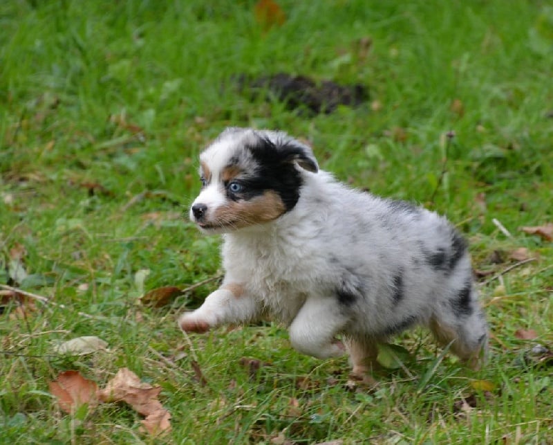 L'oreal du petit Duc Victoria