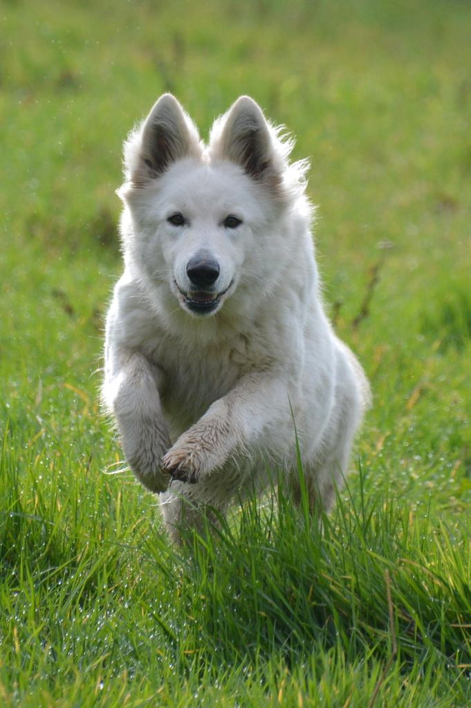 Publication : du petit Duc Victoria