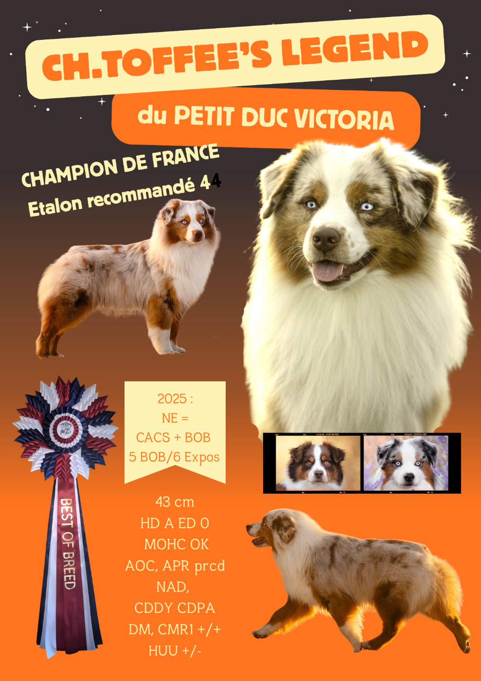 Publication : du petit Duc Victoria Auteur : AF Foubert