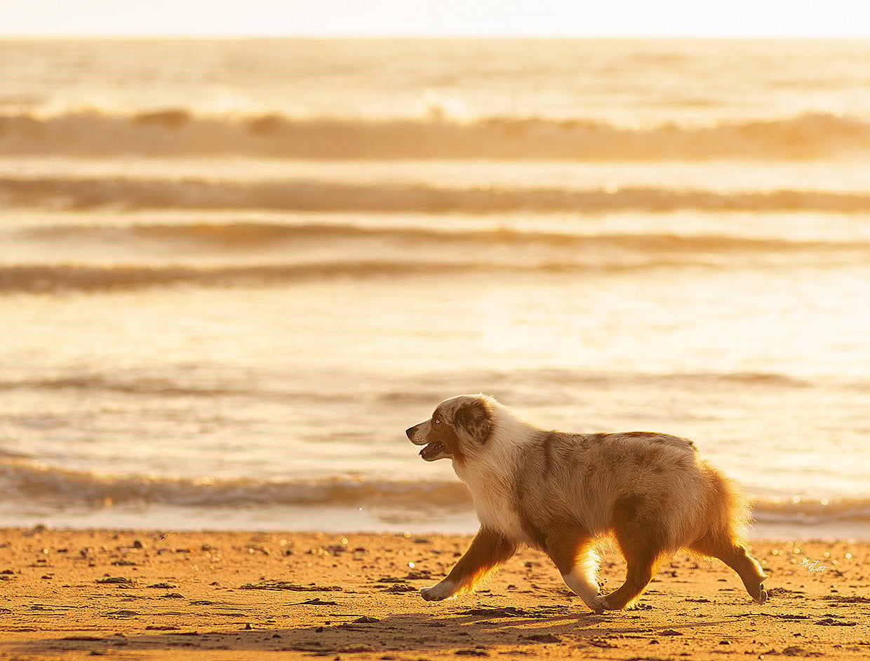 Publication : du petit Duc Victoria Auteur : AF Foubert