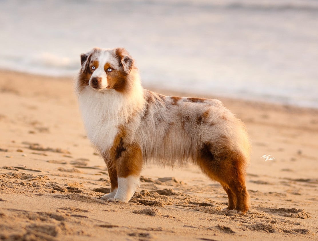 Publication : du petit Duc Victoria Auteur : AF Foubert