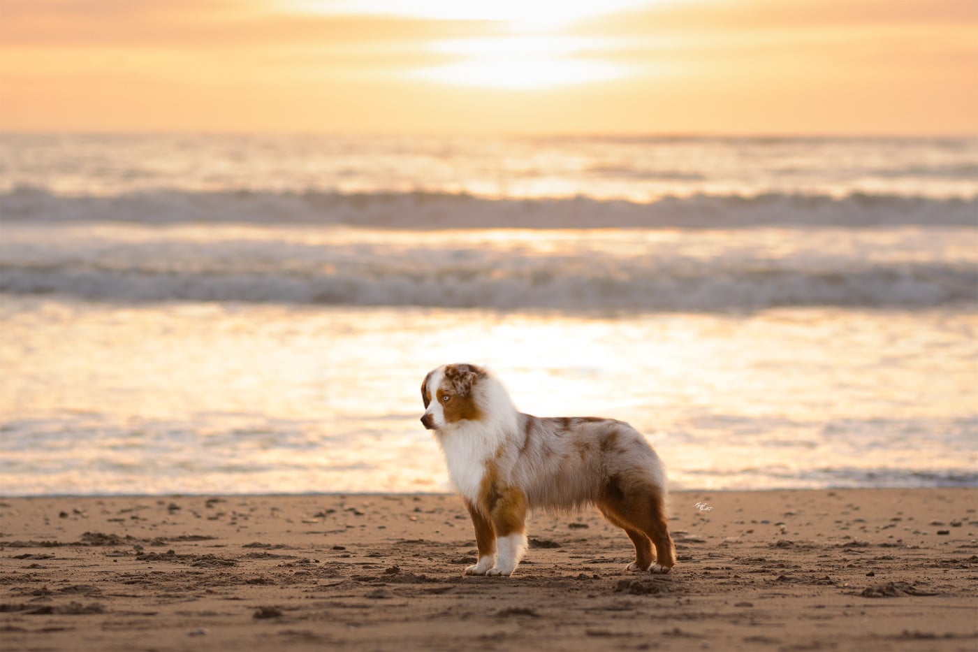 Publication : du petit Duc Victoria Auteur : AF Foubert