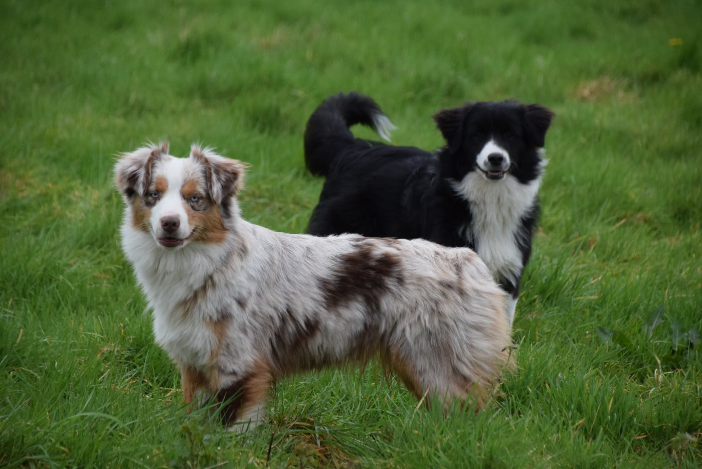 Publication : du petit Duc Victoria Auteur : AF Foubert