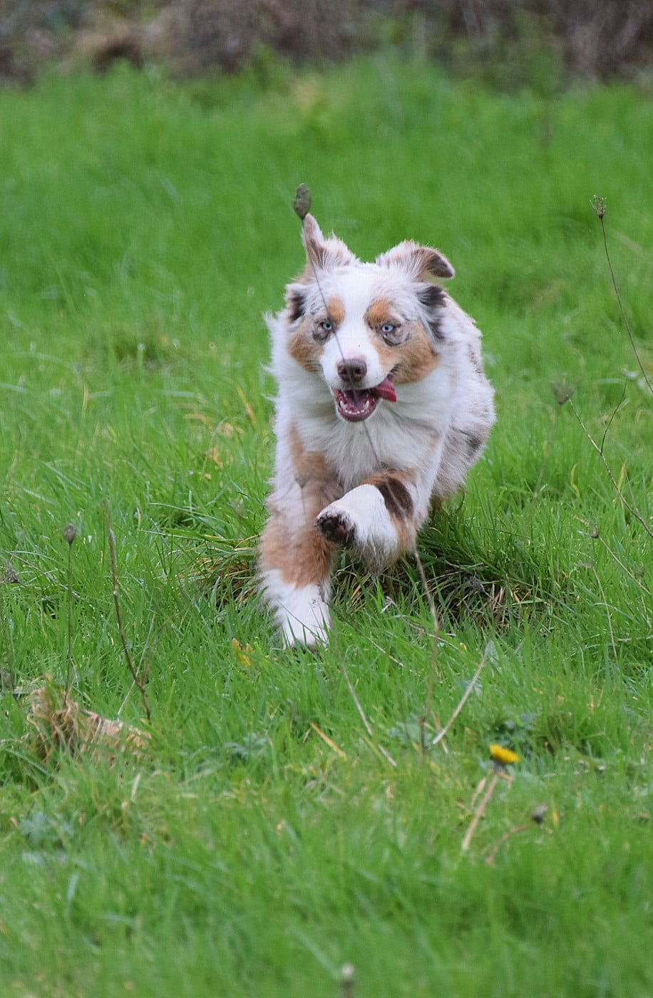 Publication : du petit Duc Victoria Auteur : AF Foubert