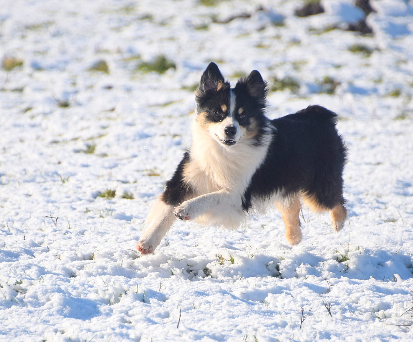 Publication : du petit Duc Victoria