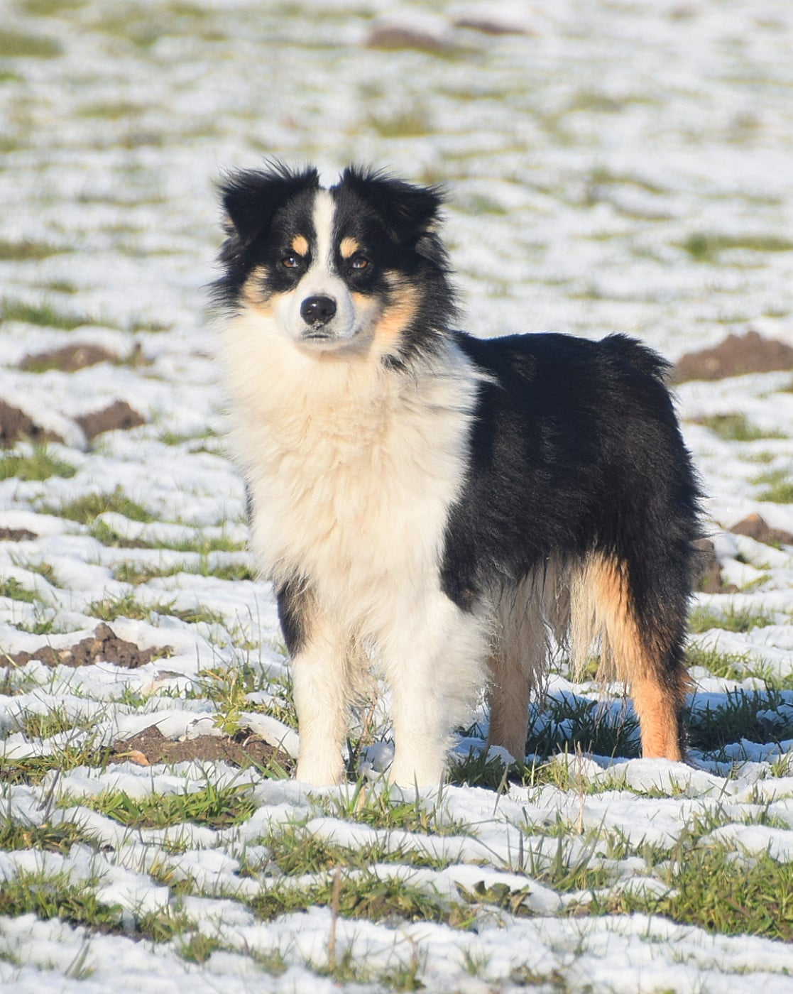 Publication : du petit Duc Victoria