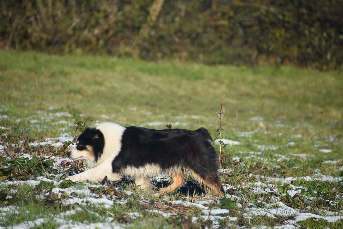 Publication : du petit Duc Victoria